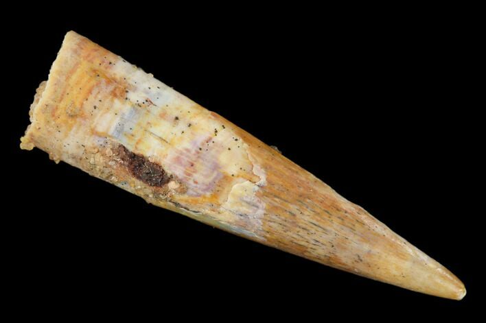 Fossil Pterosaur (Siroccopteryx) Tooth - Morocco #140699